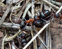 Transport einer Konigin in ein neues Nest (Formica Polyctena)